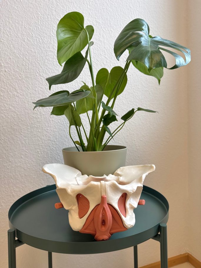 Topf mit Monstera-Pflanze steht auf einem Tisch neben einem anatomischen Beckenmodell.